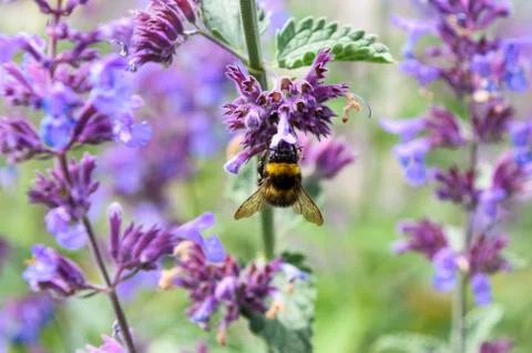 Bumble Bee on Flower Stock Photos