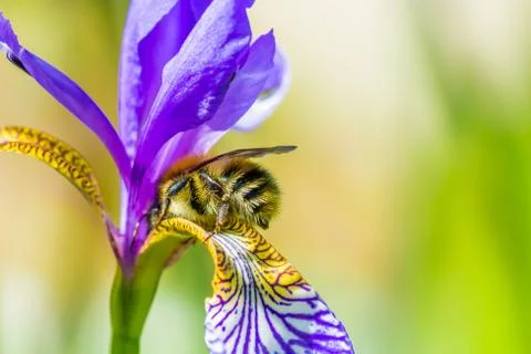 Bumble bee on flower Stock Photos