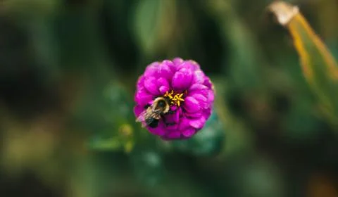 Bumble Bee on Flower 写真素材