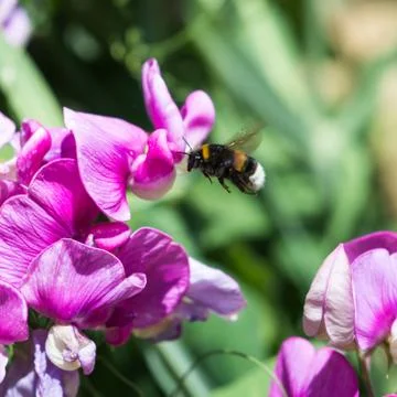 Bumble Bee on a flower Stock Photos