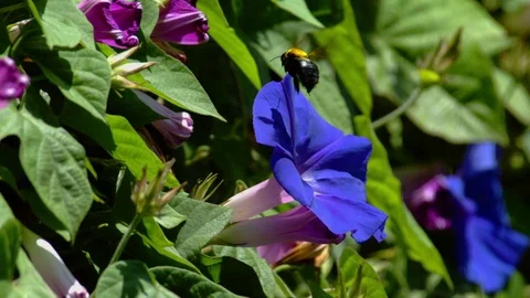 Bumble Bee at Flower Slow Motion Stock Footage 71314161