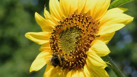A bumble bee on a flowering sunflower Stock Footage 266422416