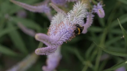 Bumble Bee in flowers during summer. Stock-Footage 107775953