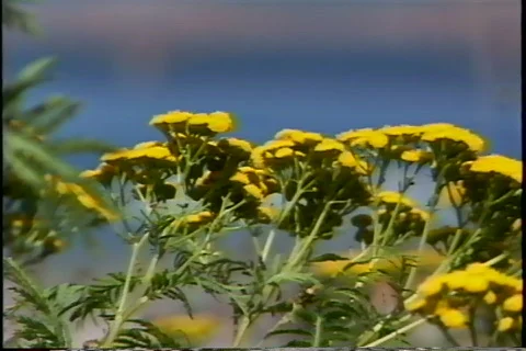 Bumble Bee on Flowers Video stock 343524