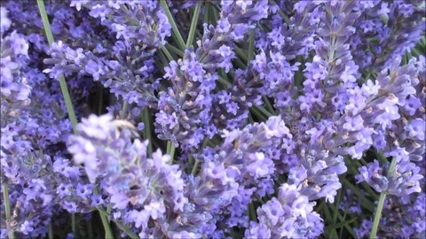 Bumble bee flying about a collection of lavender flowers Stock Footage 91375890