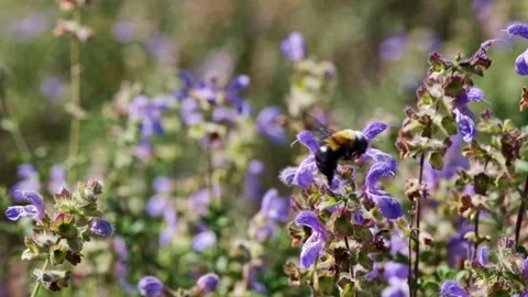 Bumble bee flying amongst purple fynbos flowers in South Africa Stock Footage 346555672