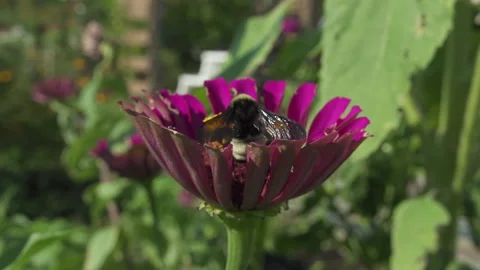 Bumble bee flying and landing on garden flower and pollenating  Stock Footage