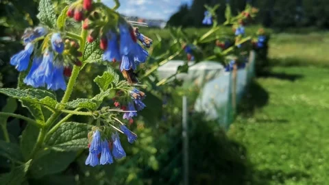 Bumble bee flying and pollinating blue flowers in garden Stock Footage 344129506