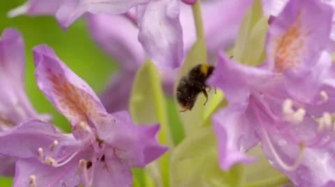 Bumble Bee Flying Around and Landing Upon Pink Flowers Stock Footage 51444762