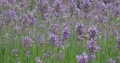 Bumble bee flying between blooming lavender flowers 4k or 4k+ Resolution