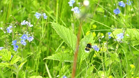 Bumble-bee Flying Between Flowers Slowly Stock Footage 56193125