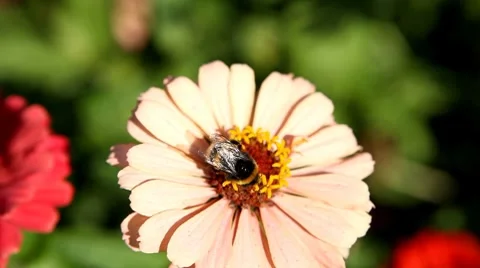 Bumble Bee Flying From Flower To Flower, Collect Pollen, Great Nature, Life 스톡 동영상 8533899