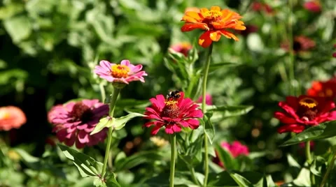Bumble Bee Flying From Flower To Flower, Collect Pollen, Great Nature, Life Stockbeeldmateriaal 8534025