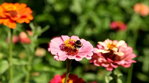 Bumble Bee Flying From Flower To Flower, Collect Pollen, Great Nature, Life Stockbeeldmateriaal 8534410