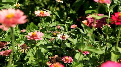 Bumble Bee Flying From Flower To Flower, Collect Pollen, Great Nature, Life 스톡 동영상 8534651