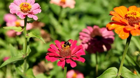Bumble Bee Flying From Flower To Flower, Collect Pollen, Great Nature, Life 스톡 동영상 8534743