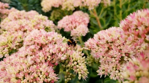 Bumble Bee Flying From Flower To Flower, meeting an ant Stock Footage 94427460