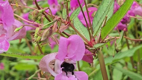 A Bumble Bee Flying Flower to Flower Video stock 281301209