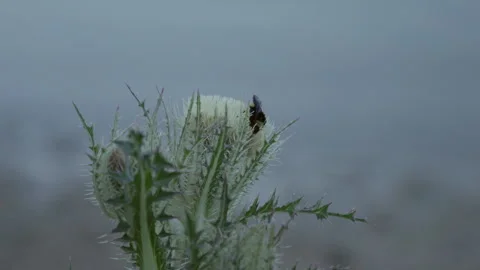 Bumble Bee Flying off of Flower Stock Footage 329614162