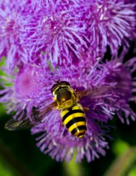 Bumble bee flying to flower Stock Photos