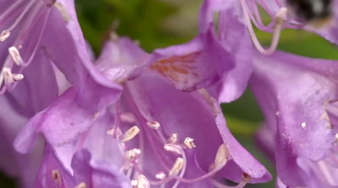Bumble Bee Flying into Focus and Gathering Nectar from Pink Flower Stock Footage 51450854