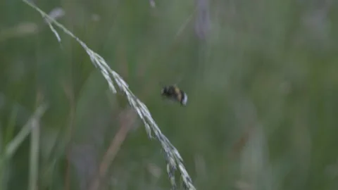 Bumble-bee flying from grass, 4K, SLOW MOTION Video stock 134845261