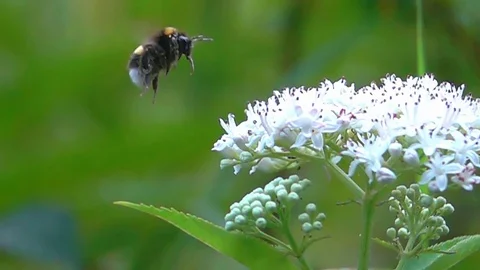 Bumble bee flying landing on white flower Stock Footage 72312604