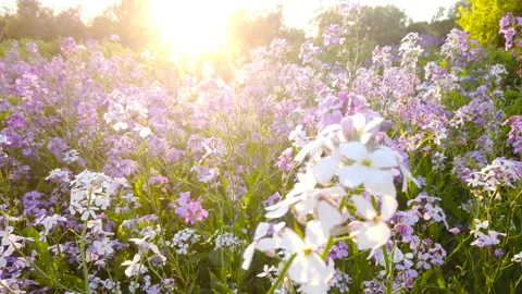 Bumble Bee Flying In Meadow Of Pink And white Flowers At Sunset Color Light Stock Footage 200981182