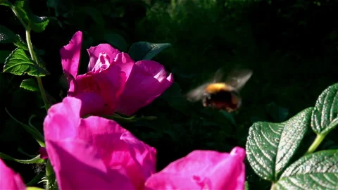 Bumble bee flying over wild rose. Moving camera. Stock Footage 240179199