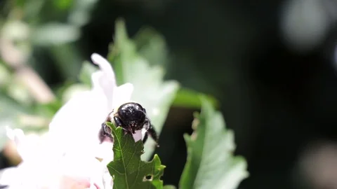 Bumble Bee Flying in slow motion 库存影片 117782170