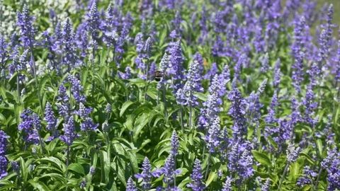Bumble bee flying through mealy blue sage flowers Stock Footage 110080192