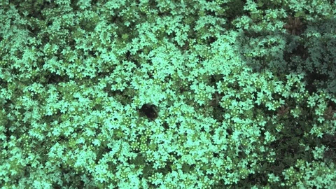 Bumble bee flying. Ultra slow motion hispeed 2000fps Stock Footage 93100972