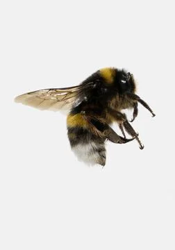 Bumble bee flying in white background Stock Photos
