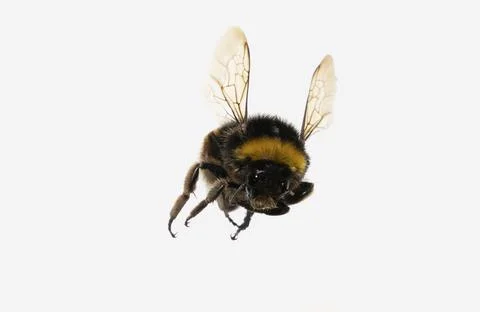Bumble bee flying in white background Stock Photos