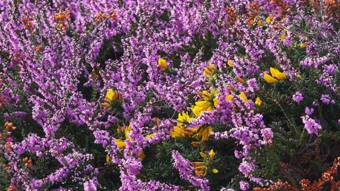 Bumble bee flyng over pink erika flowers Stock Footage 127799735