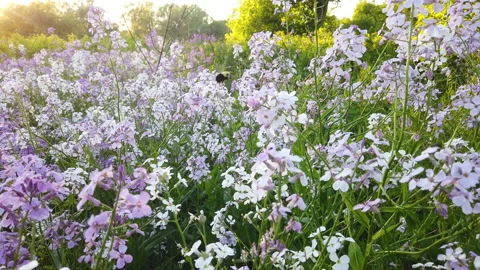 Bumble Bee Flys Beside Pink And White Flowers In Meadow With Warm Sunset Light Stock Footage 200978370