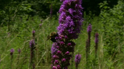 Bumble Bee Stock Footage 156314