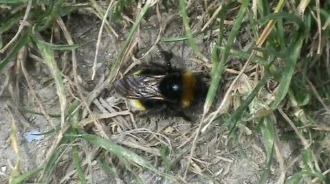 Bumble bee Video stock 360715