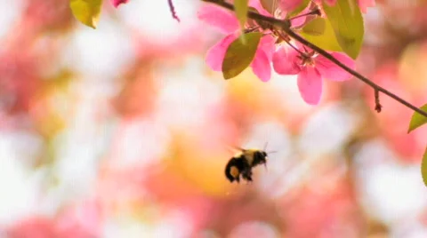 Bumble Bee Video stock 698556
