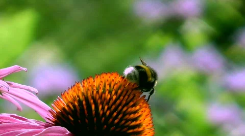  Bumble Bee  Stock Footage 780481