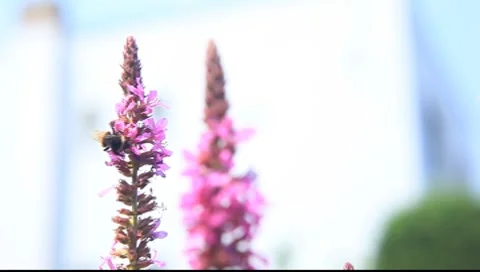 Bumble-bee Stock Footage 7754621