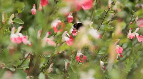 Bumble bee Stock Footage 10736368