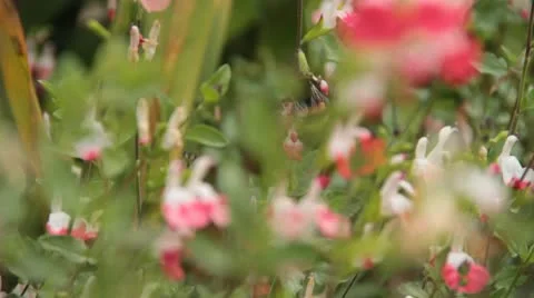 Bumble bee Stock Footage 10736410