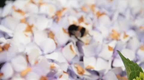 Bumble bee Stock Footage 10736579