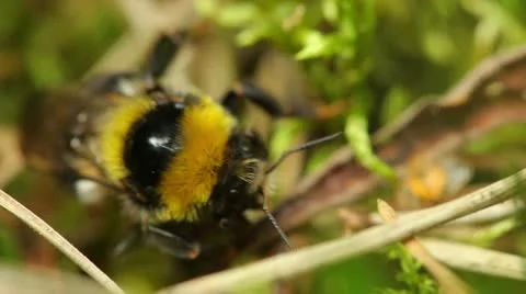 Bumble bee Stock Footage 11350546