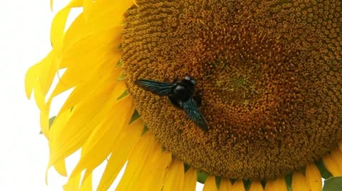 Bumble bee Stock Footage 21291922