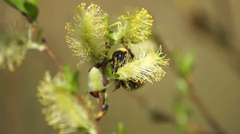 Bumble-bee Stock Footage 22673983