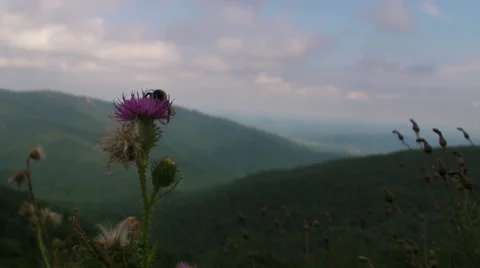 Bumble Bee Video stock 30366545