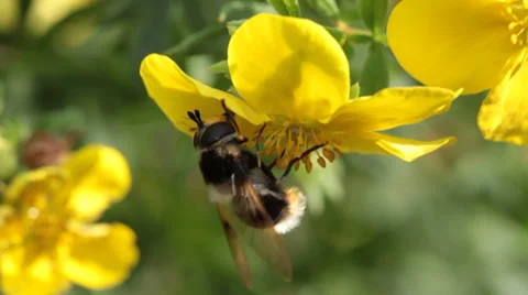 Bumble bee Stock Footage 32282588