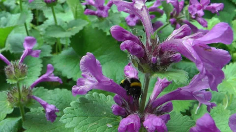 Bumble bee Stock Footage 32282603